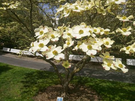 Dogwood Trees - Types, Care Guide, Identification, and Uses - Plantglossary