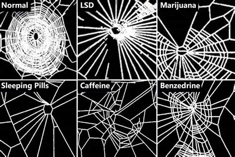When NASA Gave Spiders Drugs to See how it Affected their Webs, 1995 ...
