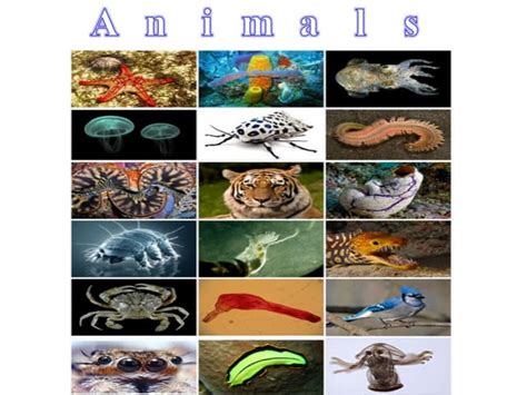 Classification Types of Animals 的图像结果