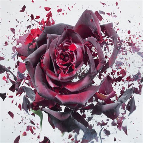 破碎玫瑰花素材图片-图行天下素材网
