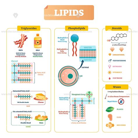 Lipids medical vector illustration infographic | Biochemistry notes ...