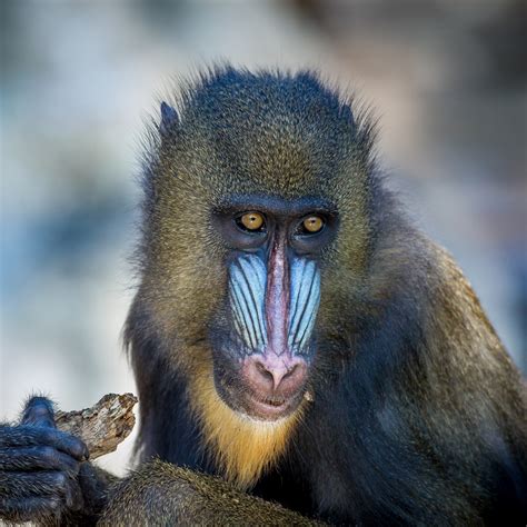 Mandrill (Mandrillus sphinx) | about animals