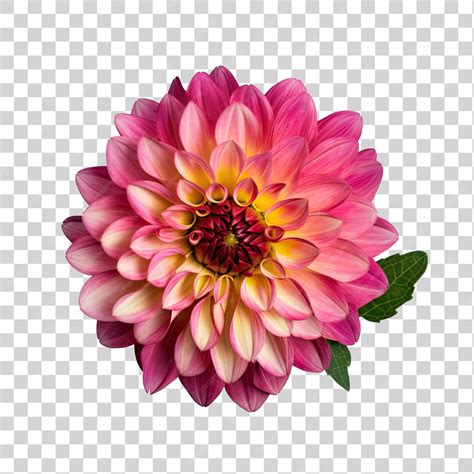 Premium PSD | Daisy flower on transparent background png clipart