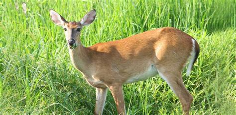 How Long Are Deer Pregnant? Gestation Period Explained