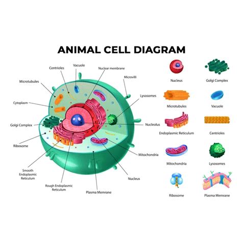Virtual Lab: Constructing Animal Cells - ImaginX Master Catalogue