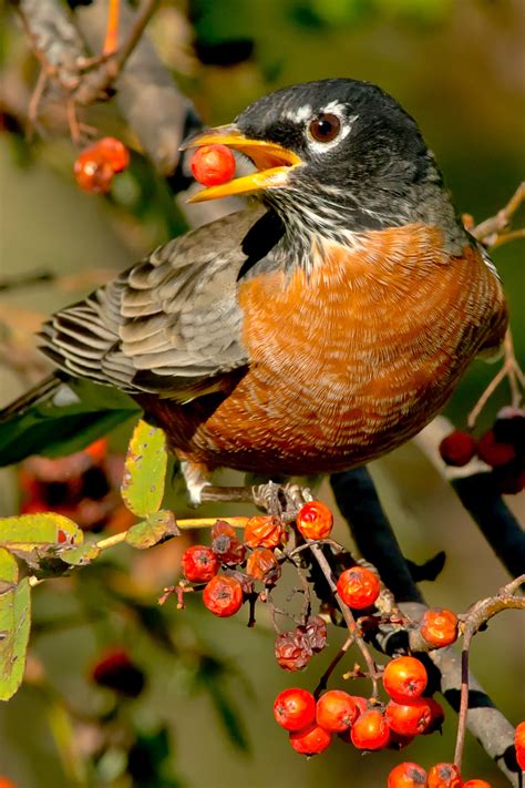 Attract Birds: A Dozen Native Trees and Shrubs that Birds Love ...