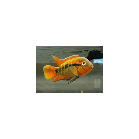 Rainbow Cichlid / Archocentrus multispinosus 2" – Best4Pets