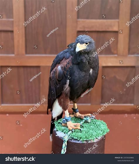 7 Quarries Parrot Royalty-Free Images, Stock Photos & Pictures | Shutterstock