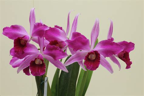 4K, Princess Michiko, Orchid, Closeup, Pink color, HD Wallpaper | Rare ...