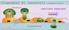 idraulica dispense idraulica circolatoria dispense medpop idraulica dispense idraulica circolatoria dispense medpop