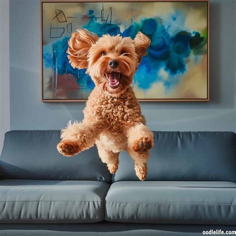 Image result for Cockapoo Training