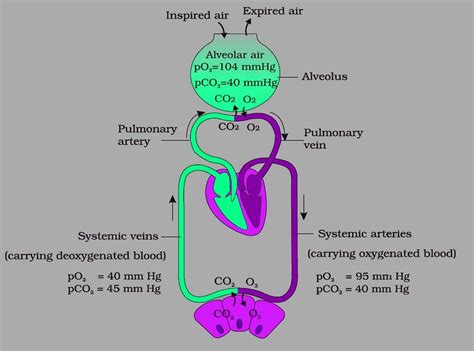 NCERT Exemplars: Breathing and Exchange of Gases - Biology Class 11 ...