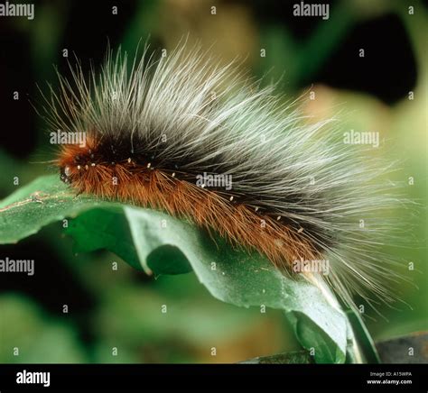 Garden tiger moth Arctia caja caterpillar Stock Photo - Alamy