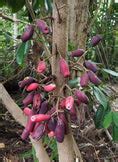Syzygium branderhorstii Fruit Plant (Syzygium branderhorstii ...