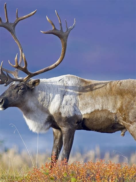 Reindeer Animal
