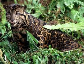 Leopard - Big cats: Different types of Leopards in the Wild.