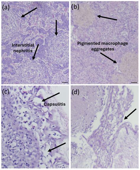 Investigation of the Pathobiology of Edwardsiella piscicida—Septicemia ...