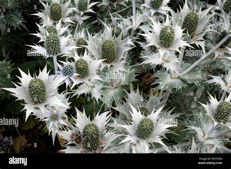 Silver Foliage Garden Plant High Resolution Stock Photography and ...