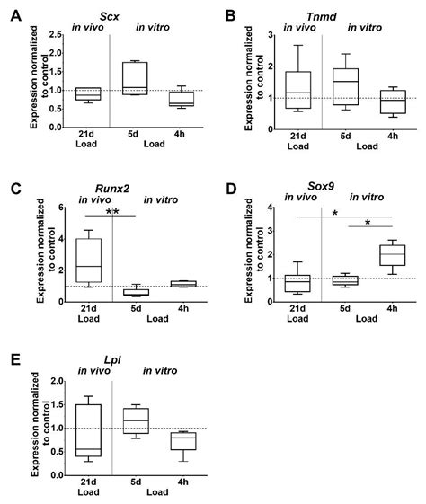 In Vivo and In Vitro Mechanical Loading of Mouse Achilles Tendons and ...