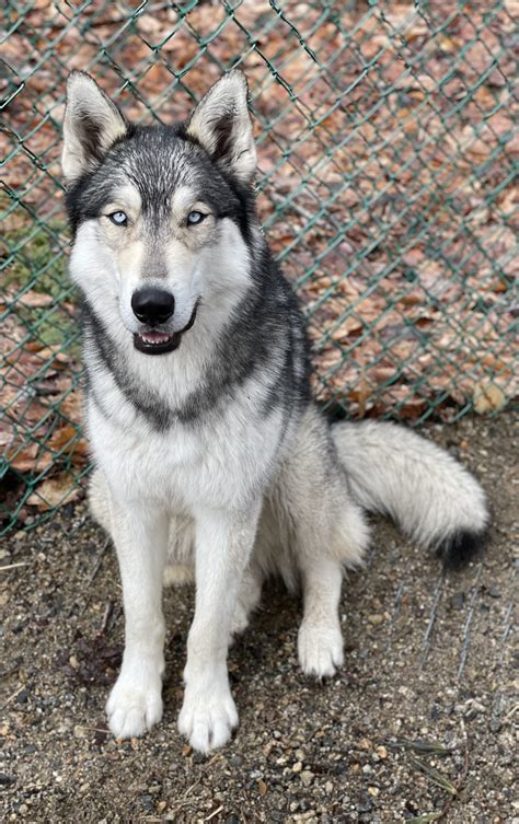 Arctic Wolf Siberian Husky Mix