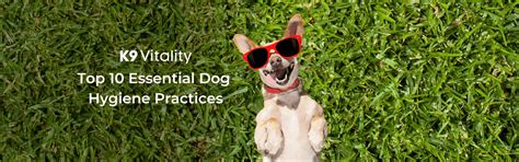 Dog Hygiene: 10 Daily Practices Every Owner Should Know – K9 Vitality