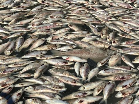Can Fish Die Of Old Age? Understanding Natural Lifespans