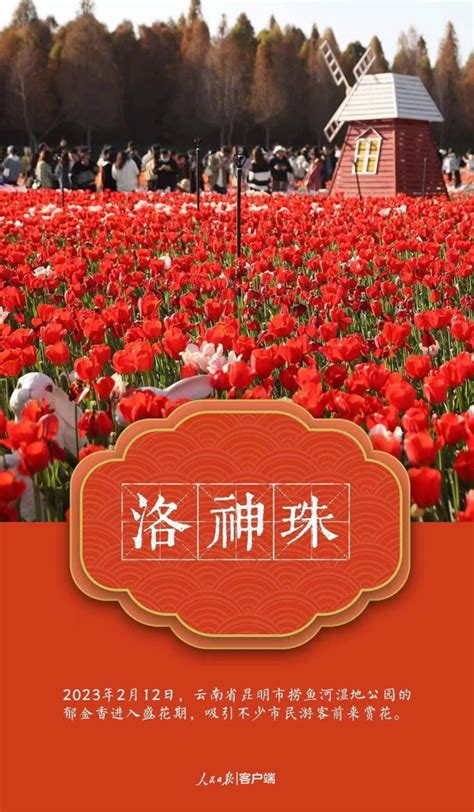襄阳市：央视《春天里的中国》聚焦樊城“一号公路”！_油菜花_种植_乡村