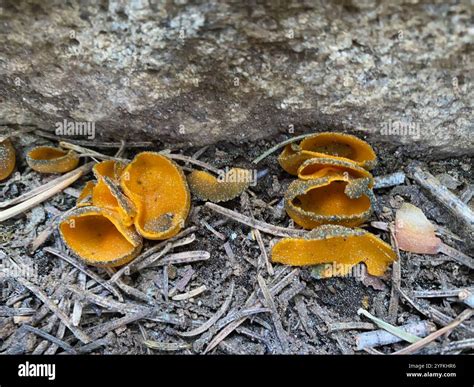 Spring Orange Peel Fungus (Caloscypha fulgens Stock Photo - Alamy