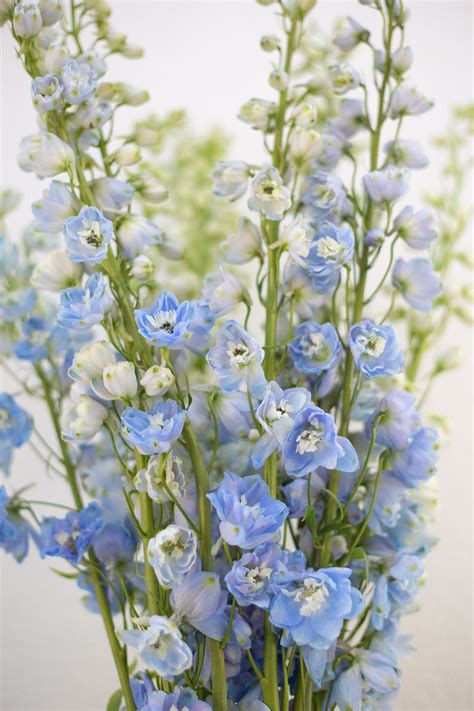 Delphinium - Light Blue – Bloom Culture Flowers