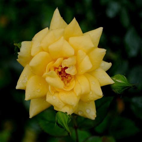 MINIATURE ROSE YELLOW - Flowering Shrubs — Saharanpur Nursery
