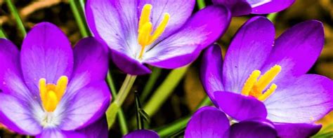 15 Best Flowers That Close at Night - Night Closing Flowers – Greenkin