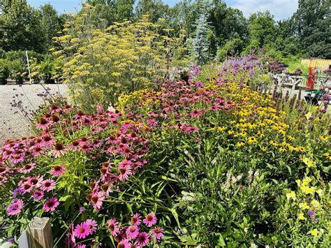 Reems Creek Nursery: My Budget Hacks – Asheville Gardener