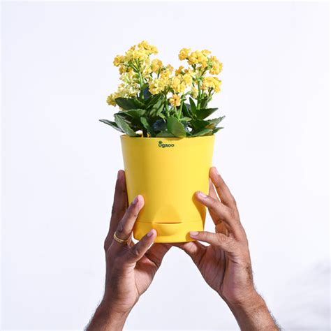 Buy Kalanchoe Plant - Yellow – Ugaoo