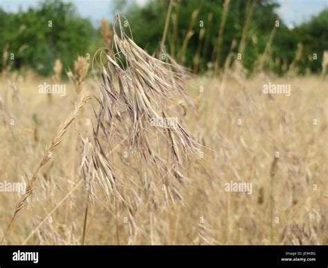 Bromus tectorum, or cheatgrass, is an invasive annual grass species originating from Eurasia ...