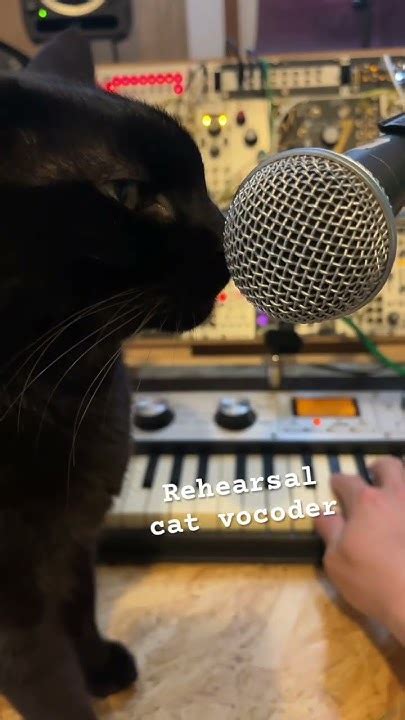 Image result for Cat Vocoder