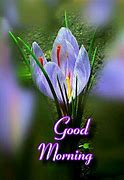 Image result for Good Morning with Flowers Pic