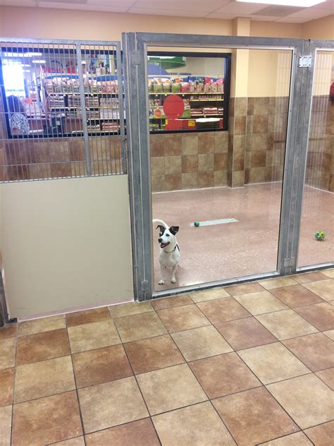 Petsmart Dogs