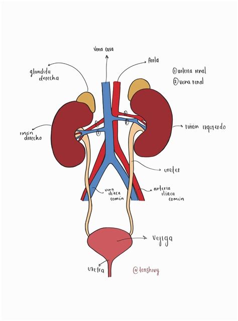 Sistema renal /@tenshivy | Libros de anatomia, Fisiología, Anatomia y ...