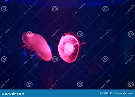 Aurelia Aurita or Moon Jellyfish Stock Image - Image of aurita, moon: 73049143
