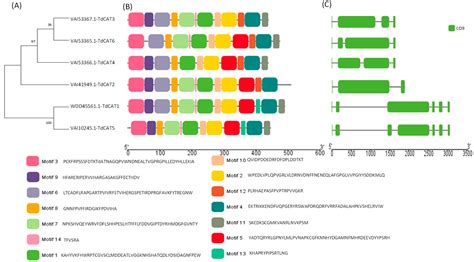 Catalase Gene Family in Durum Wheat: Genome-Wide Analysis and ...