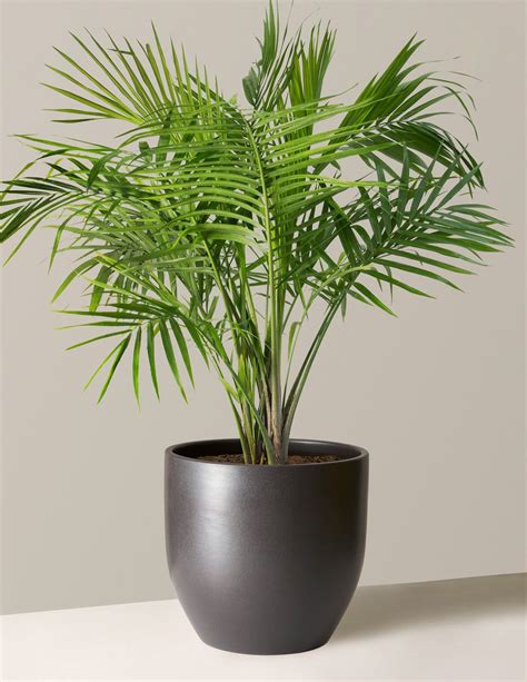 Large Majesty Palm | Indoor Plants & Houseplants for Delivery | The Sill