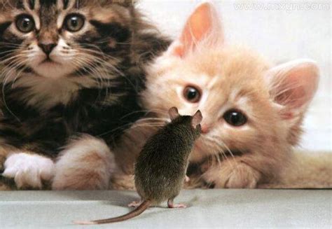 梦见猫吃老鼠是什么意思预兆 - 原版周公解梦大全