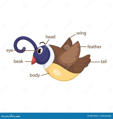 Bird Vocabulary Part of Body Stock Vector - Illustration of anatomy ...