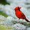 Image result for Bird