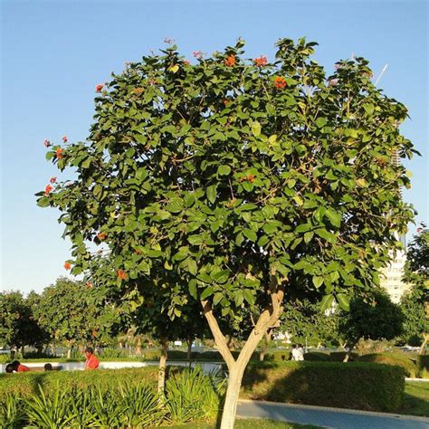 Cordia Sebestena - Geiger Tree - Gabbar Farms