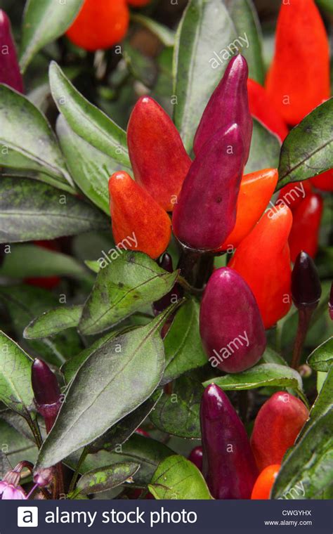 Exploding Pepper 的图像结果