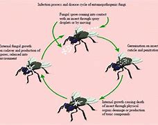 Image result for entomogenous
