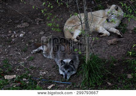 Image result for Positive Social Behavior of Wolves