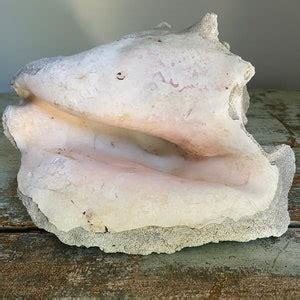 Image result for How to Remove Fossilized White From Conch Shells