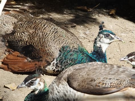 Pink Male And Female Peacocks